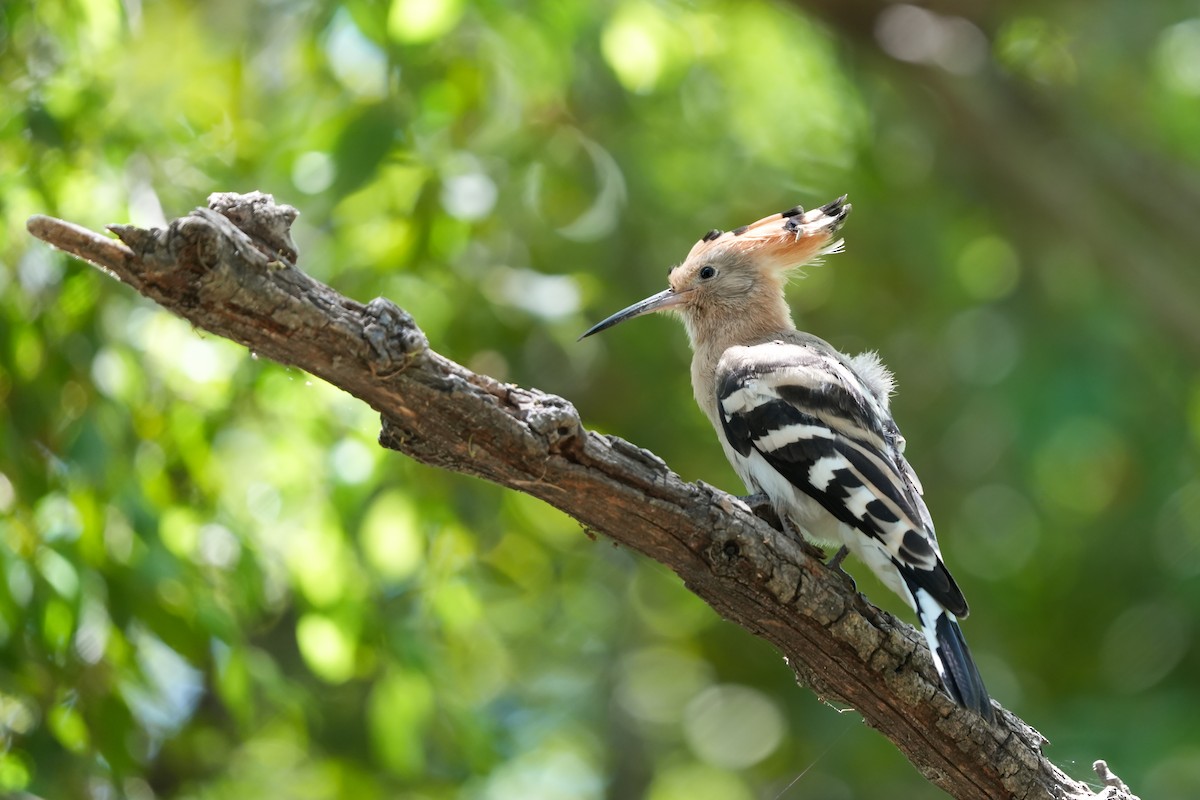 Eurasian Hoopoe - ML636938170