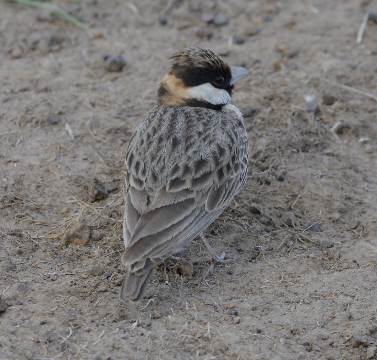 Fischer's Sparrow-Lark - ML636938202