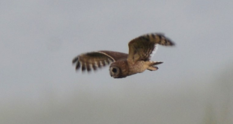 Marsh Owl - ML636938248