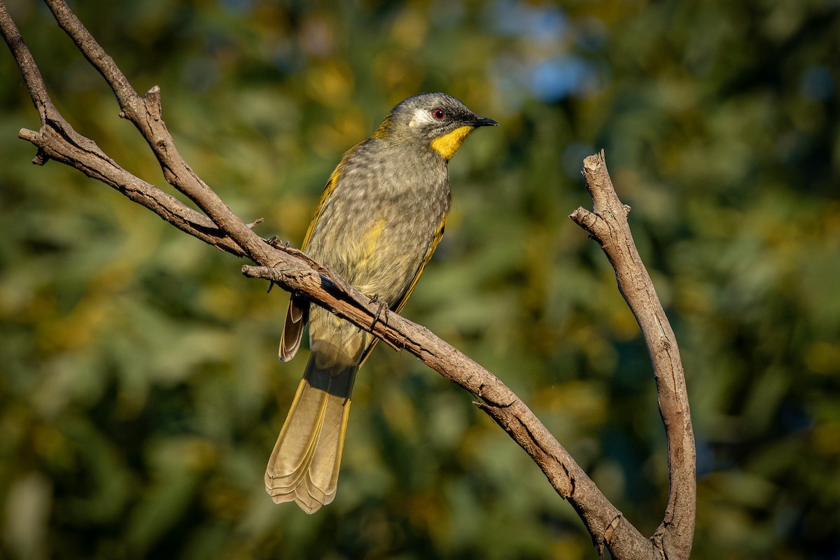 Yellow-throated Honeyeater - ML636938273