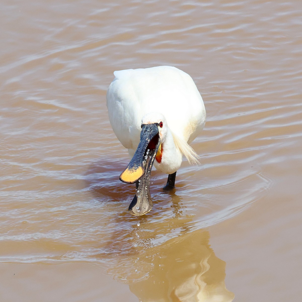 Eurasian Spoonbill - ML636938277
