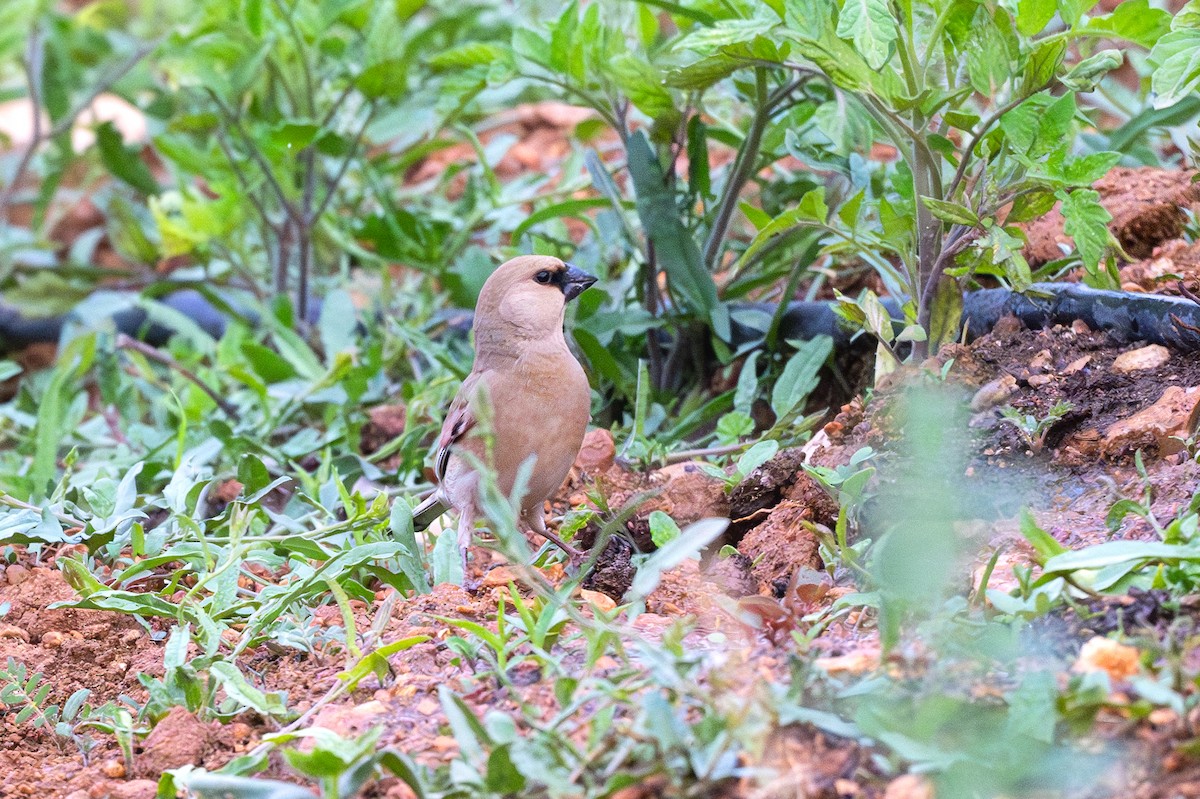 Desert Finch - ML636938278