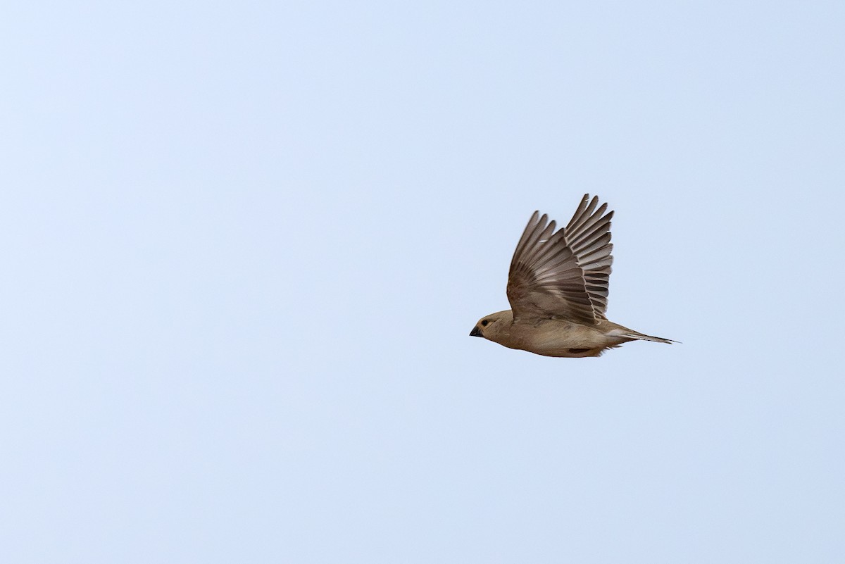Desert Finch - ML636938283