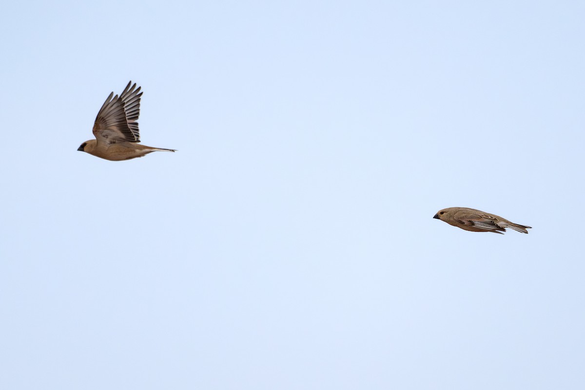 Desert Finch - ML636938284