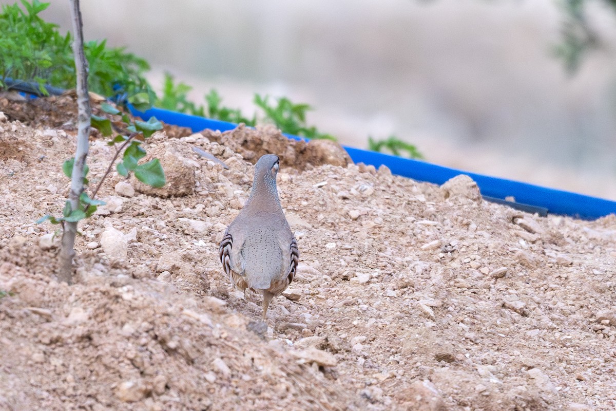 See-see Partridge - ML636938287