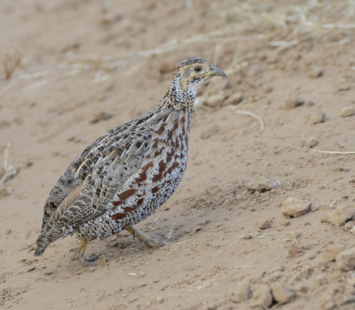Shelley's Francolin - ML636938291