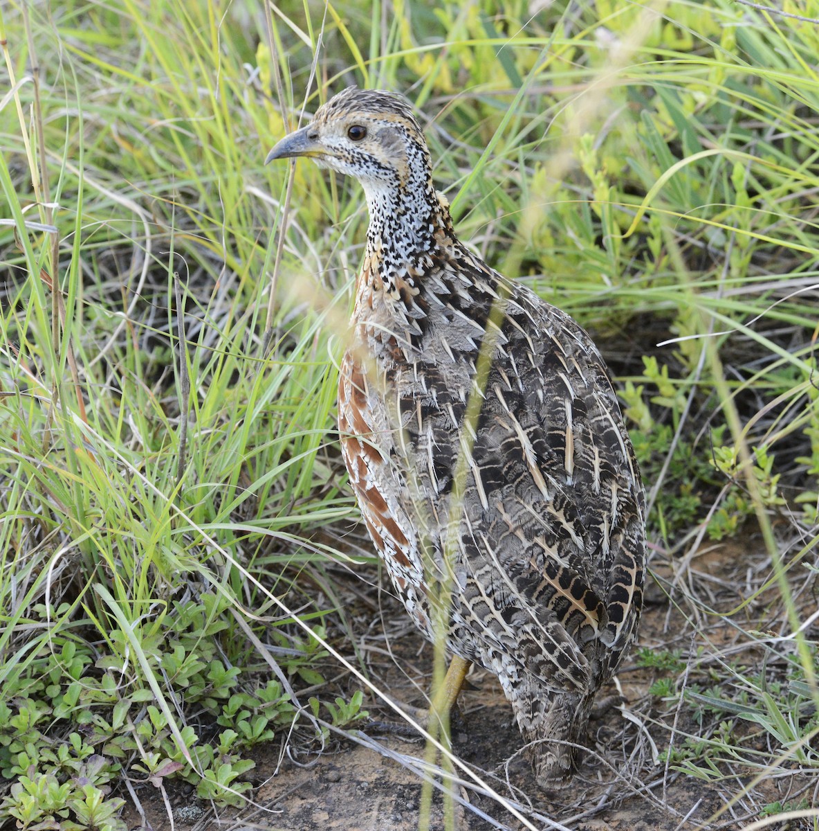 Shelley's Francolin - ML636938293