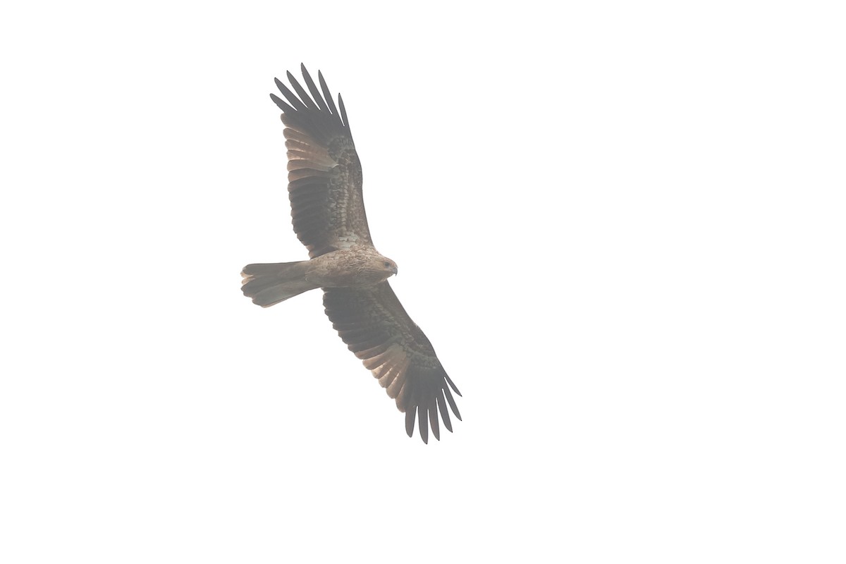 Whistling Kite - ML636938323