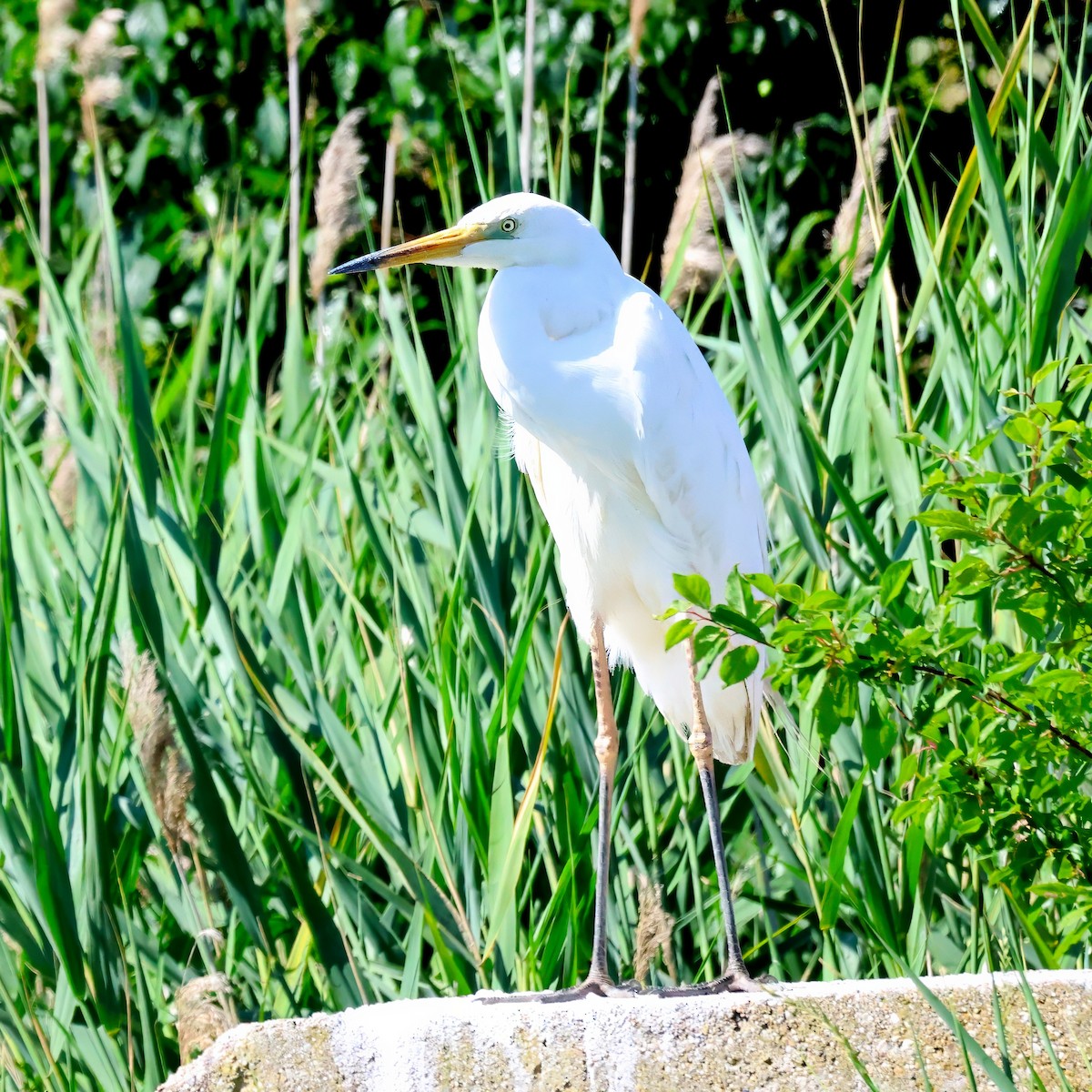 Great Egret - ML636938394