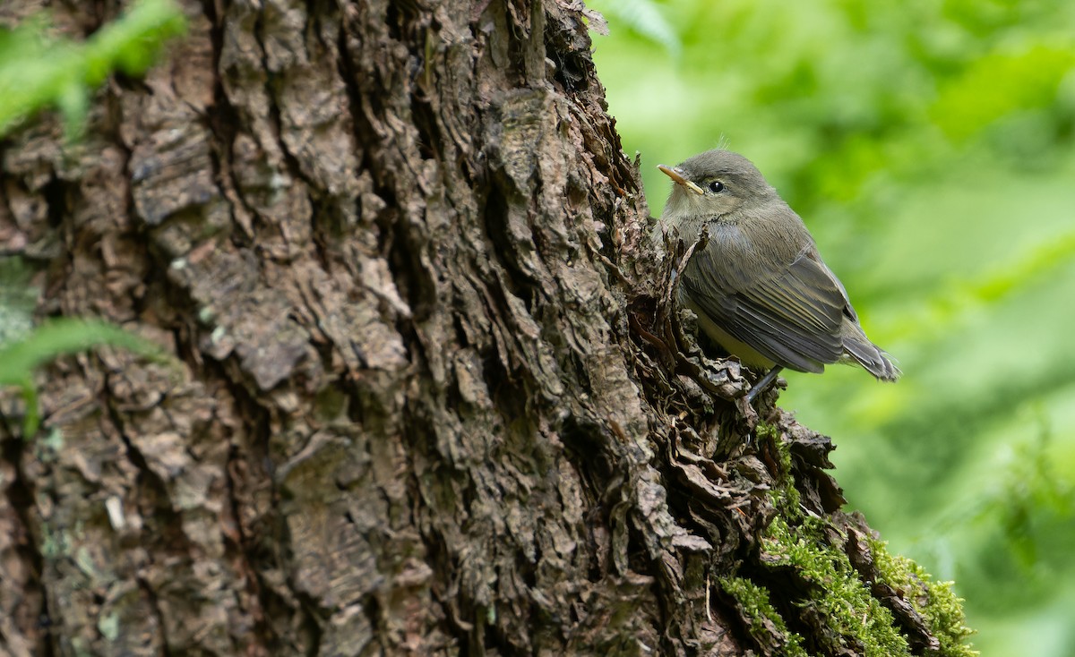 Урианхайн дууч шувуу - ML636938433