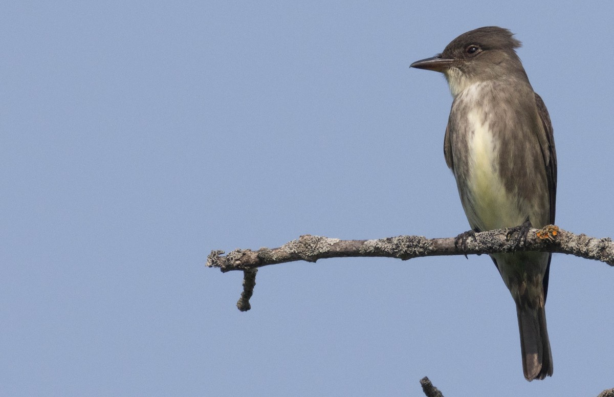 Olive-sided Flycatcher - ML636938442