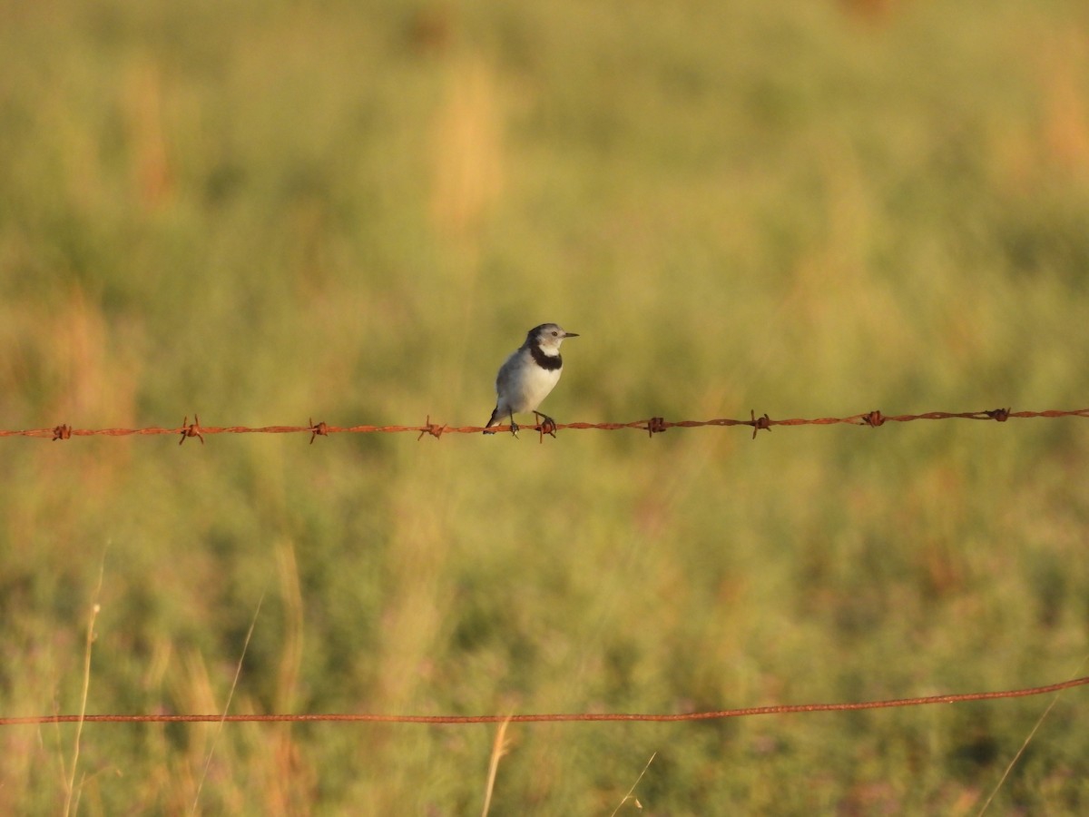 White-fronted Chat - ML636938448