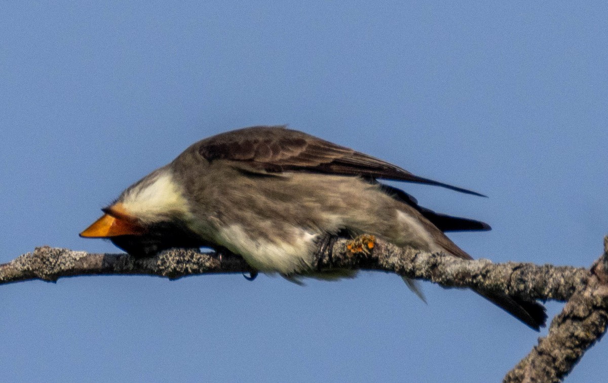 Olive-sided Flycatcher - ML636938450