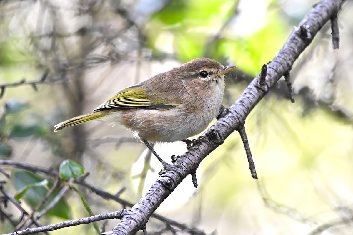Brown Woodland-Warbler - ML636938451