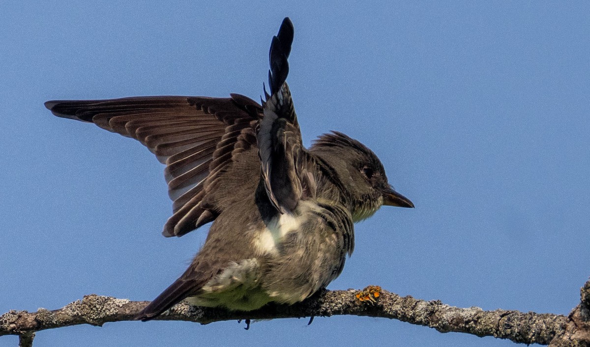 Olive-sided Flycatcher - ML636938455