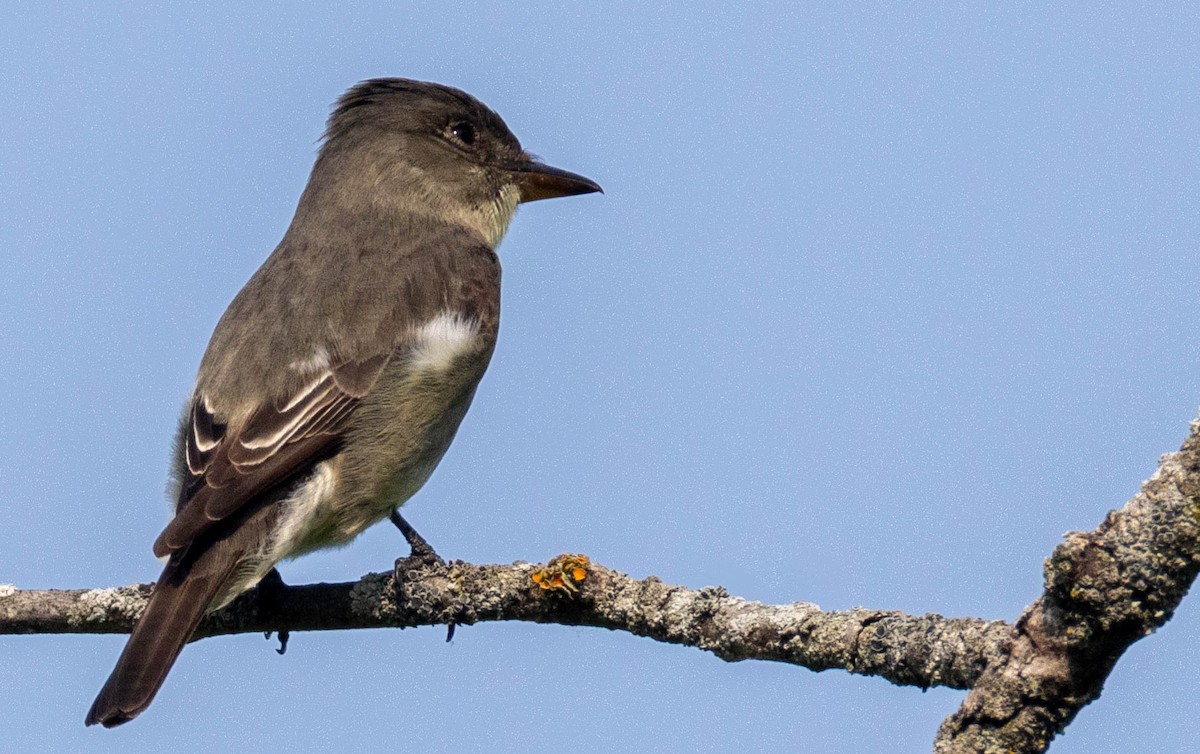 Olive-sided Flycatcher - ML636938458