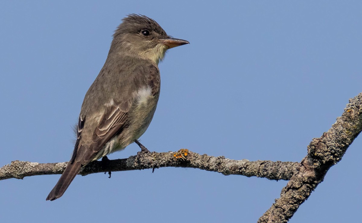 Olive-sided Flycatcher - ML636938461