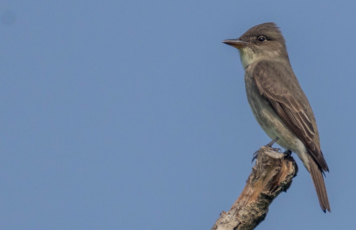 Olive-sided Flycatcher - ML636938468