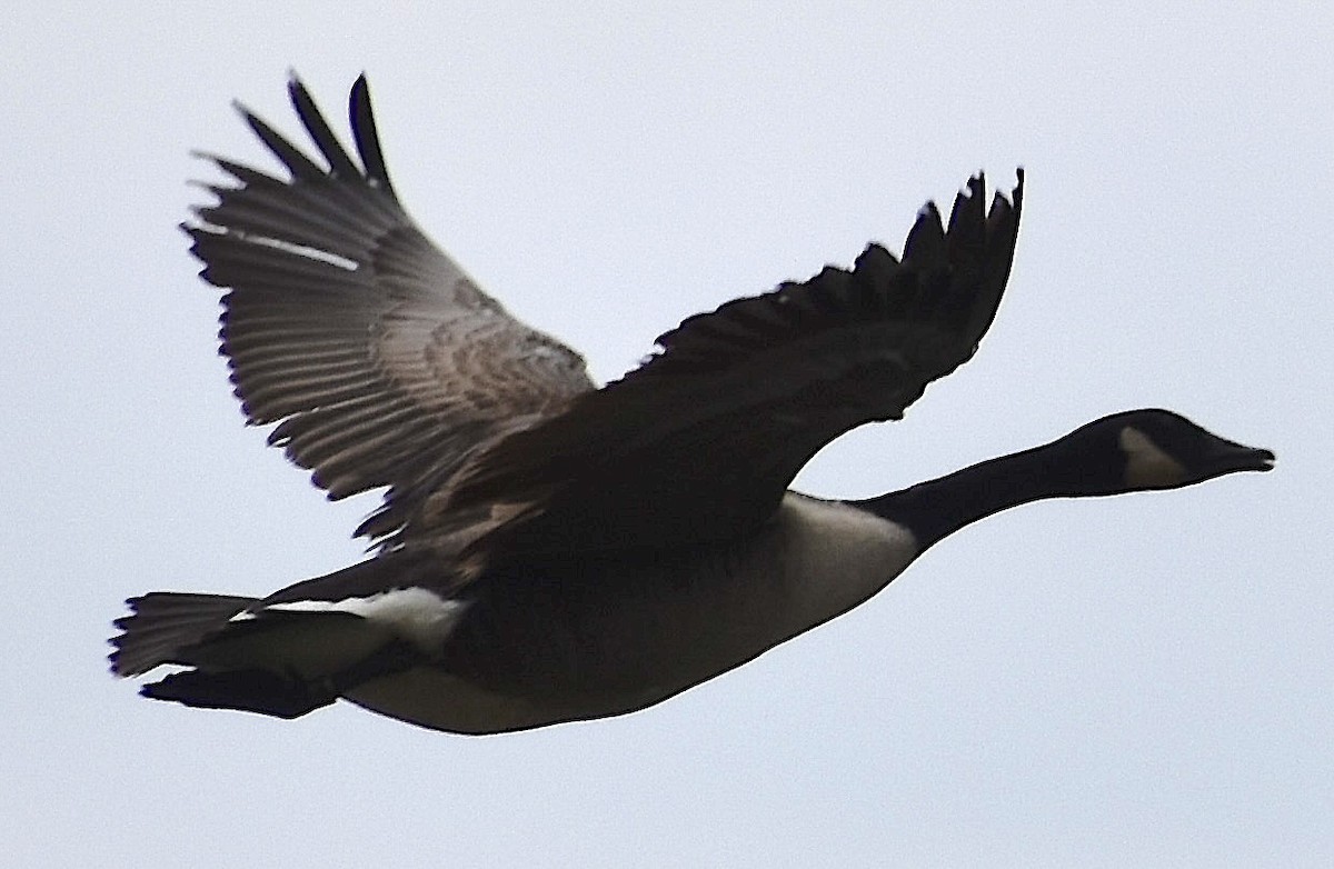 Branta kanadar handia - ML636938469