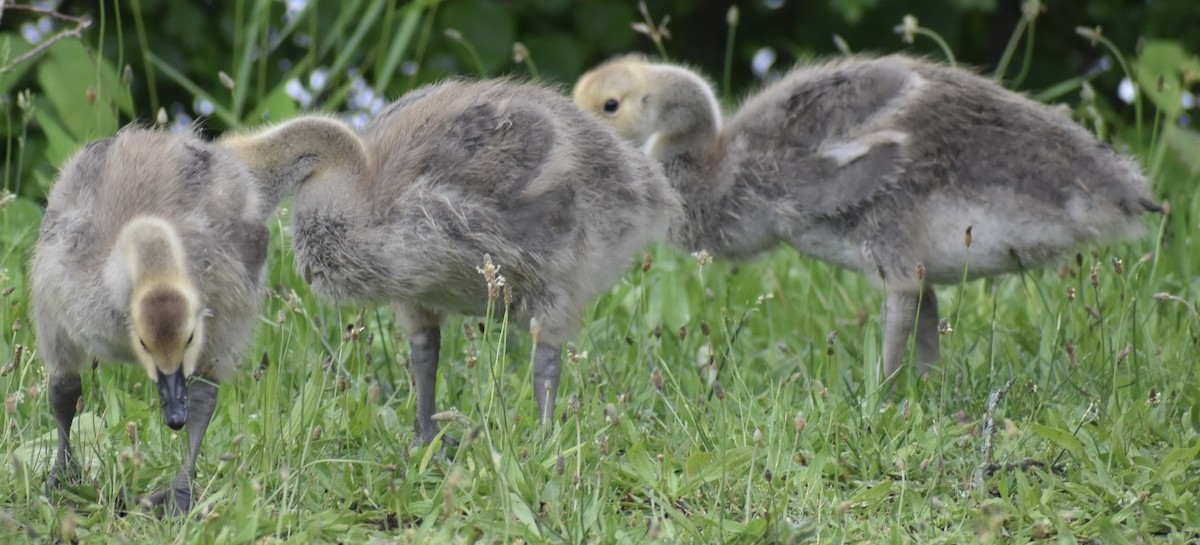 Branta kanadar handia - ML636938470