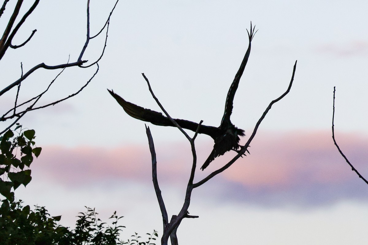 Turkey Vulture - ML636938472