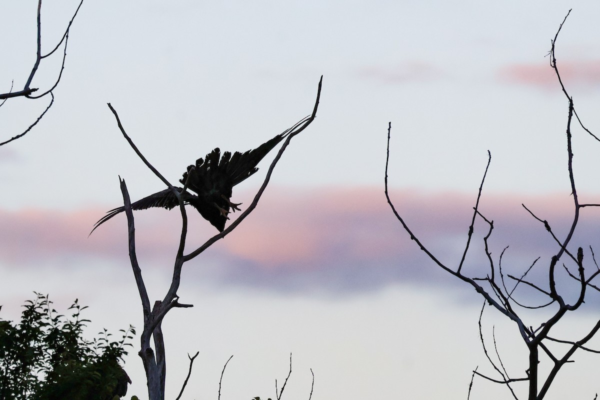 Turkey Vulture - ML636938473