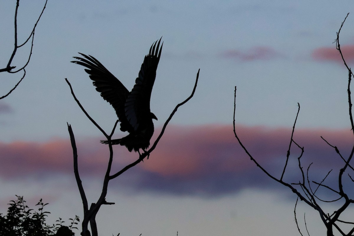 Turkey Vulture - ML636938474