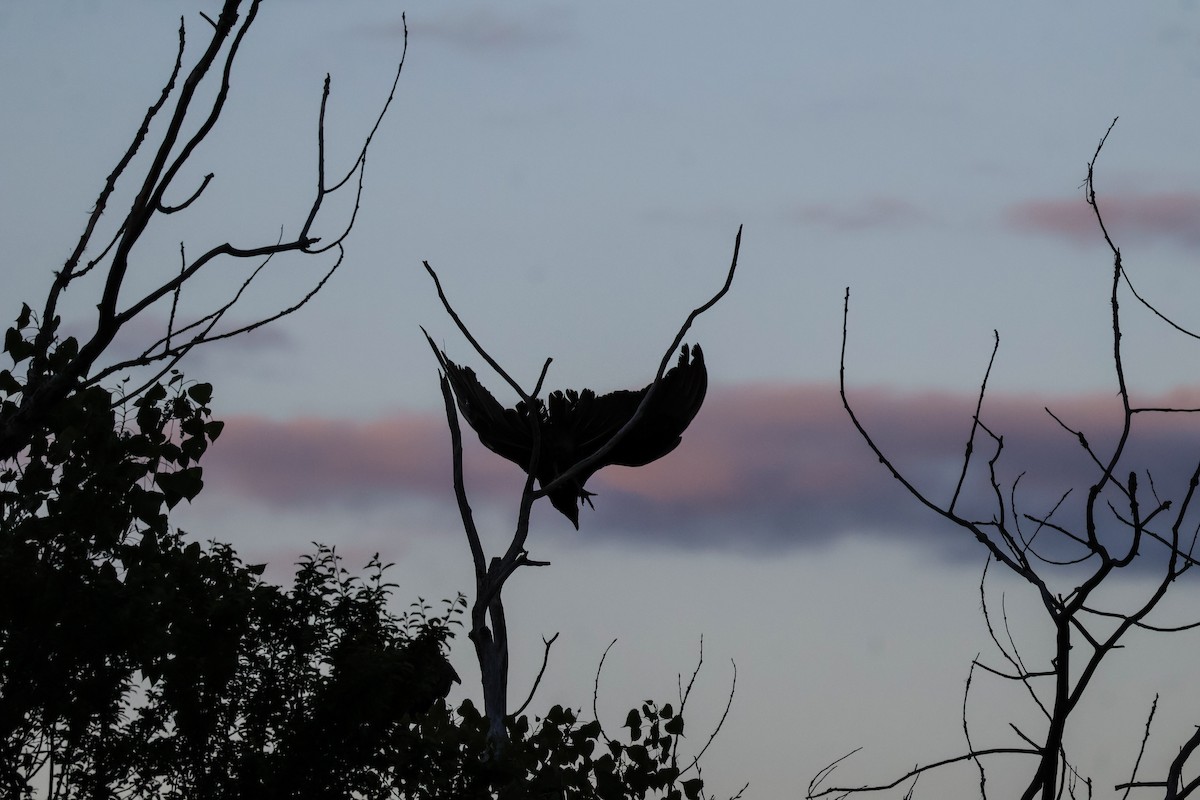 Turkey Vulture - ML636938475