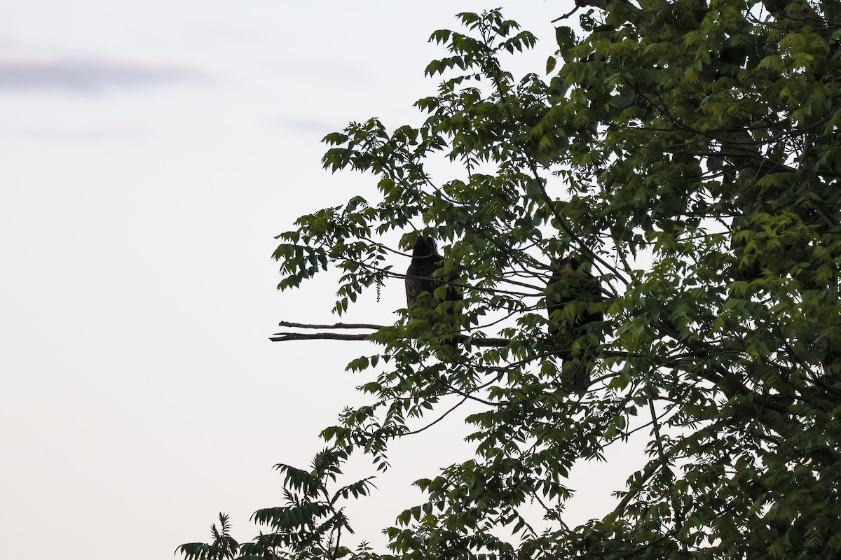 Turkey Vulture - ML636938477