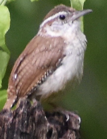 Carolina Wren - ML636938484