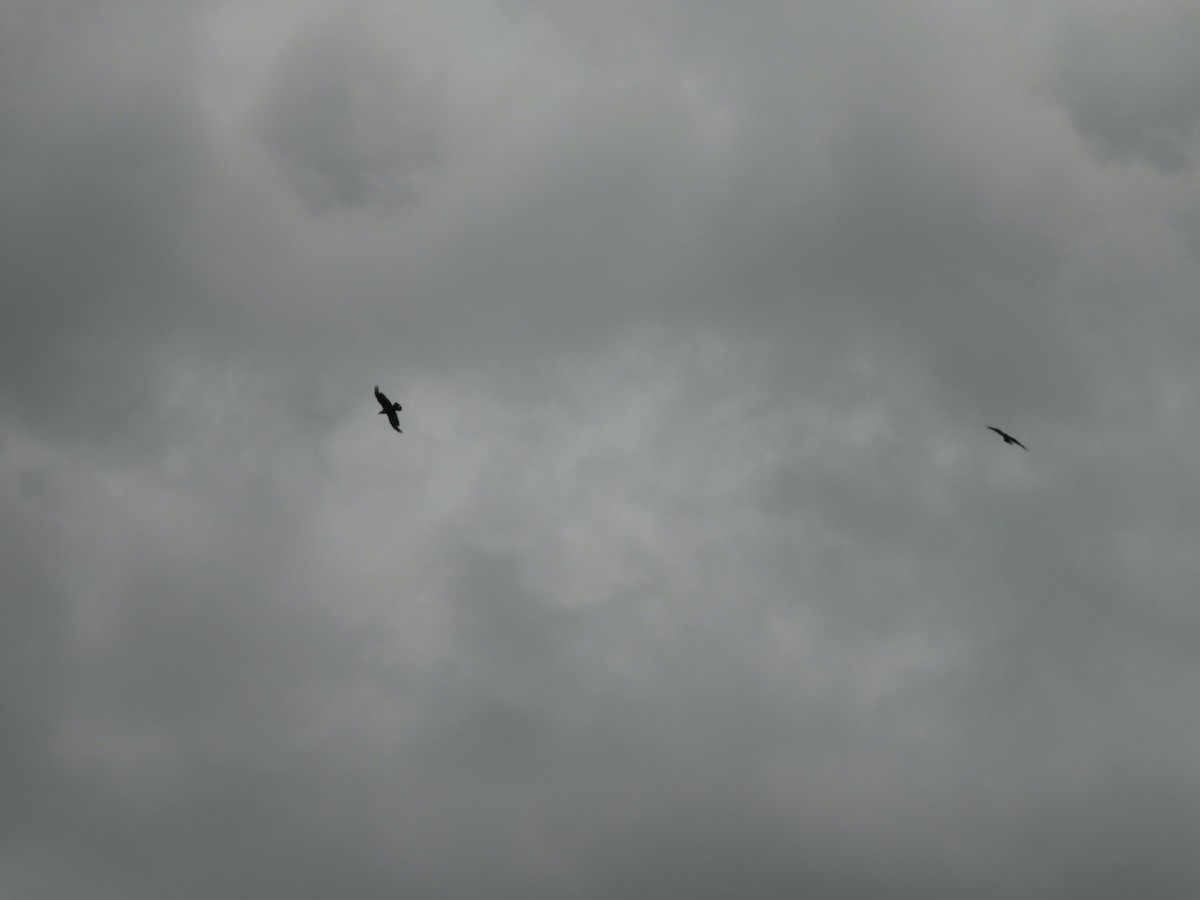 Grand Corbeau - ML636938608