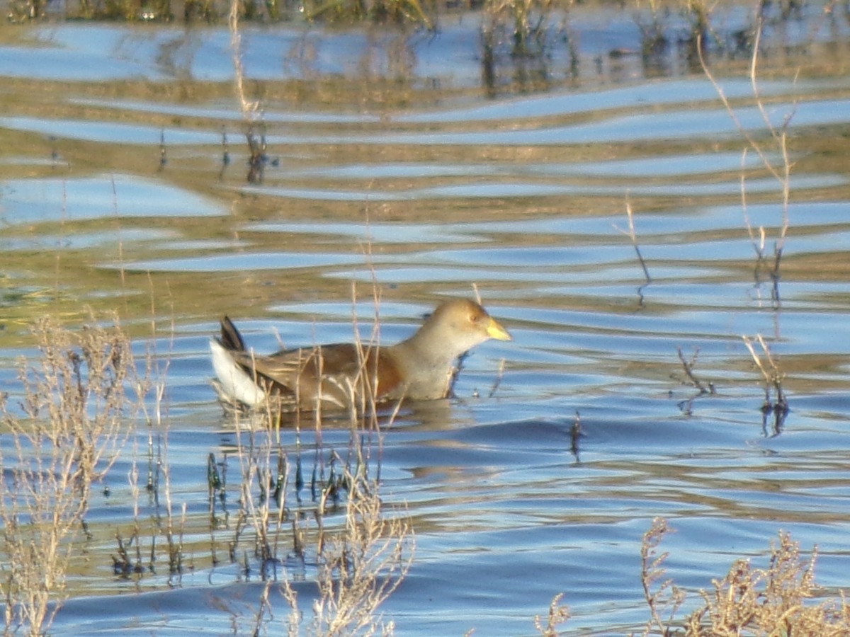 Gallinule à face noire - ML636938612