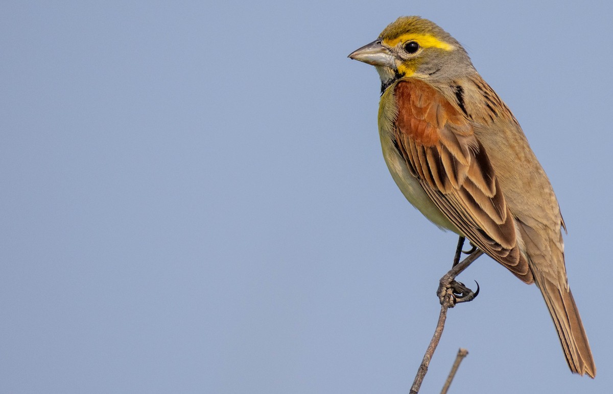 Dickcissel d'Amérique - ML636938615