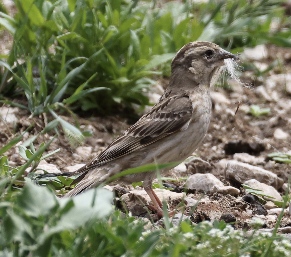 Moineau soulcie - ML636938617