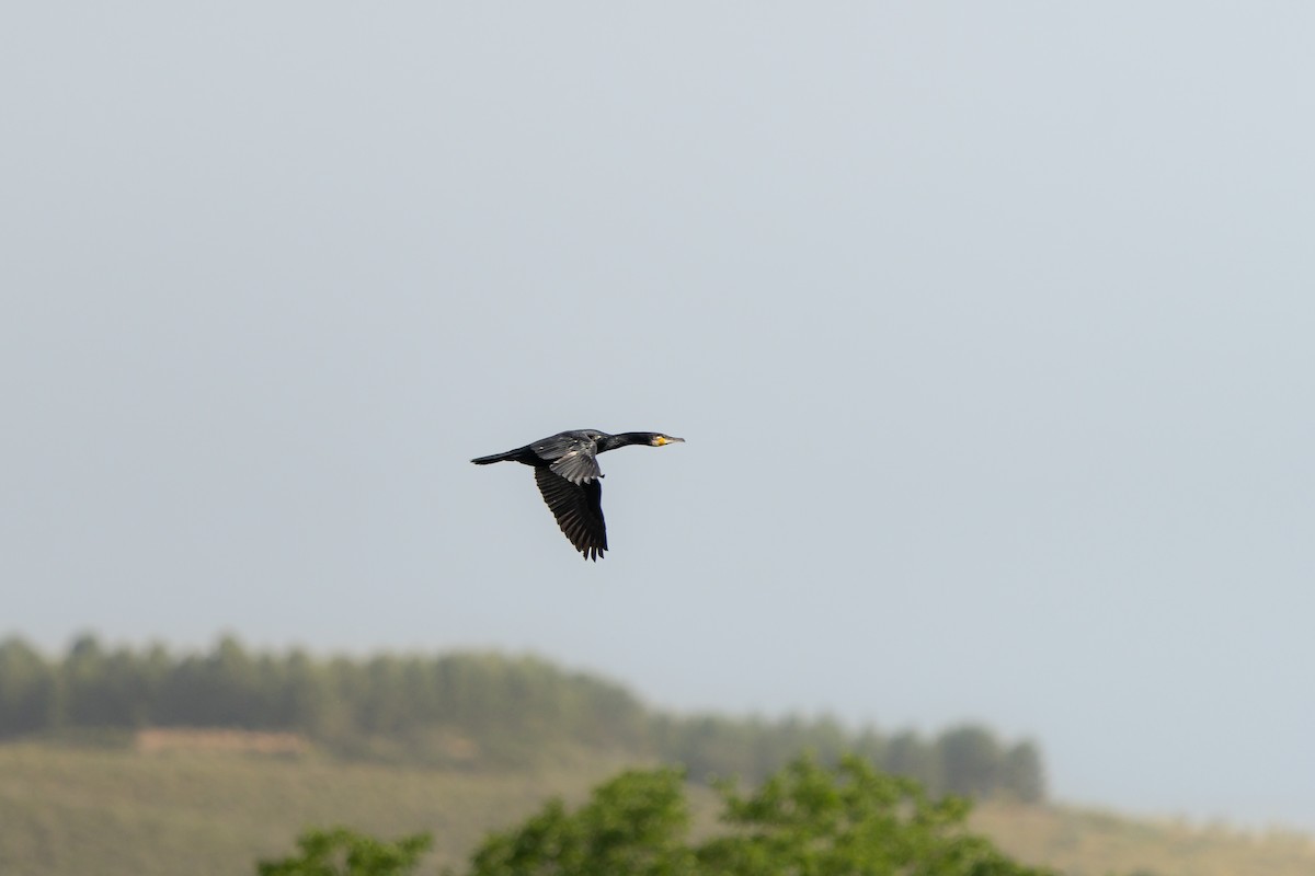 Grand Cormoran - ML636938618