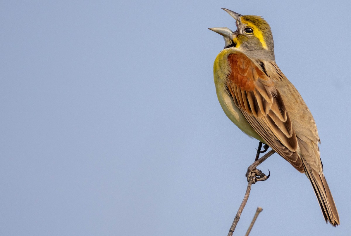 Dickcissel d'Amérique - ML636938624
