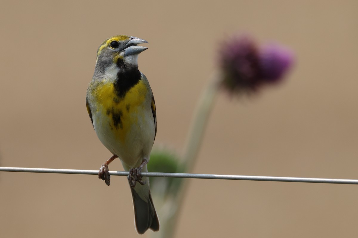 Dickcissel d'Amérique - ML636938628