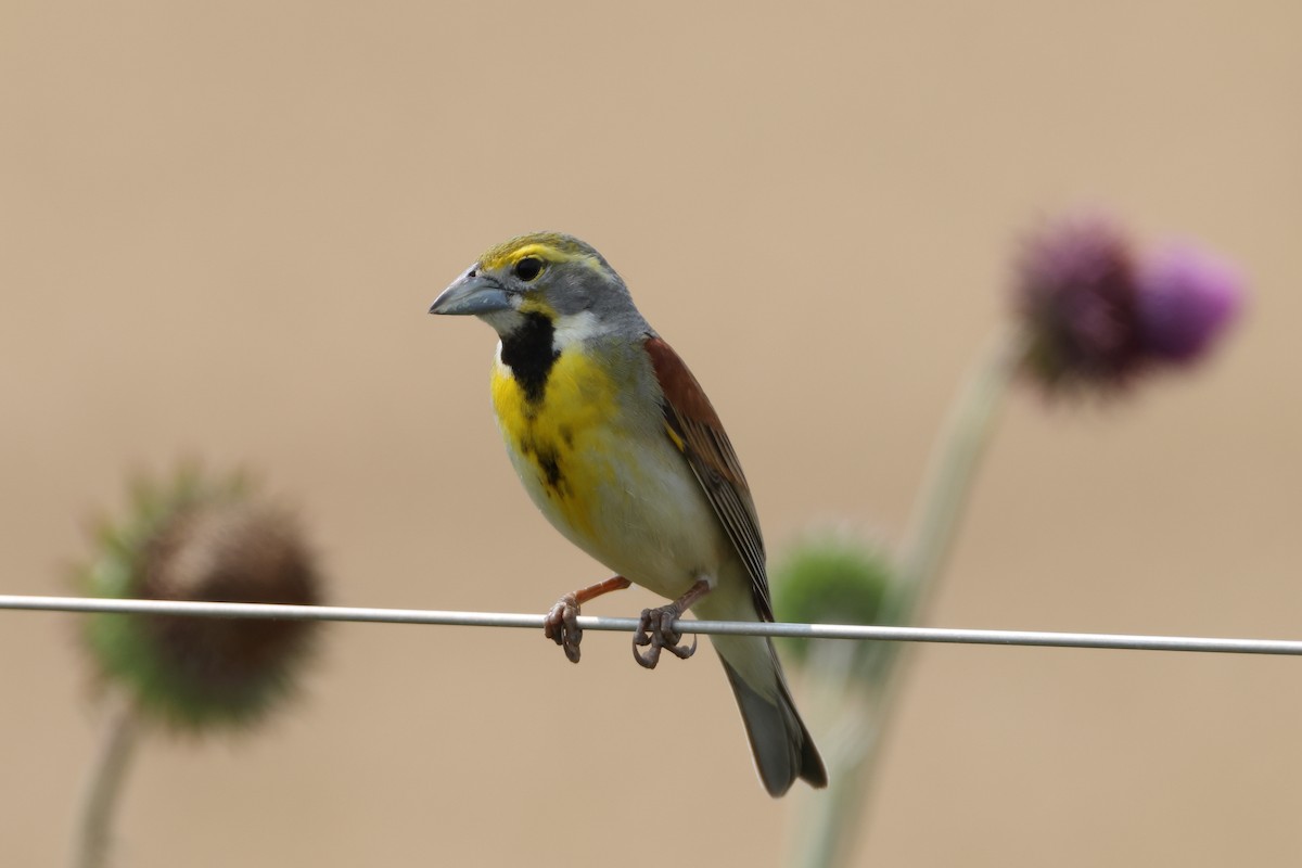 Dickcissel d'Amérique - ML636938630