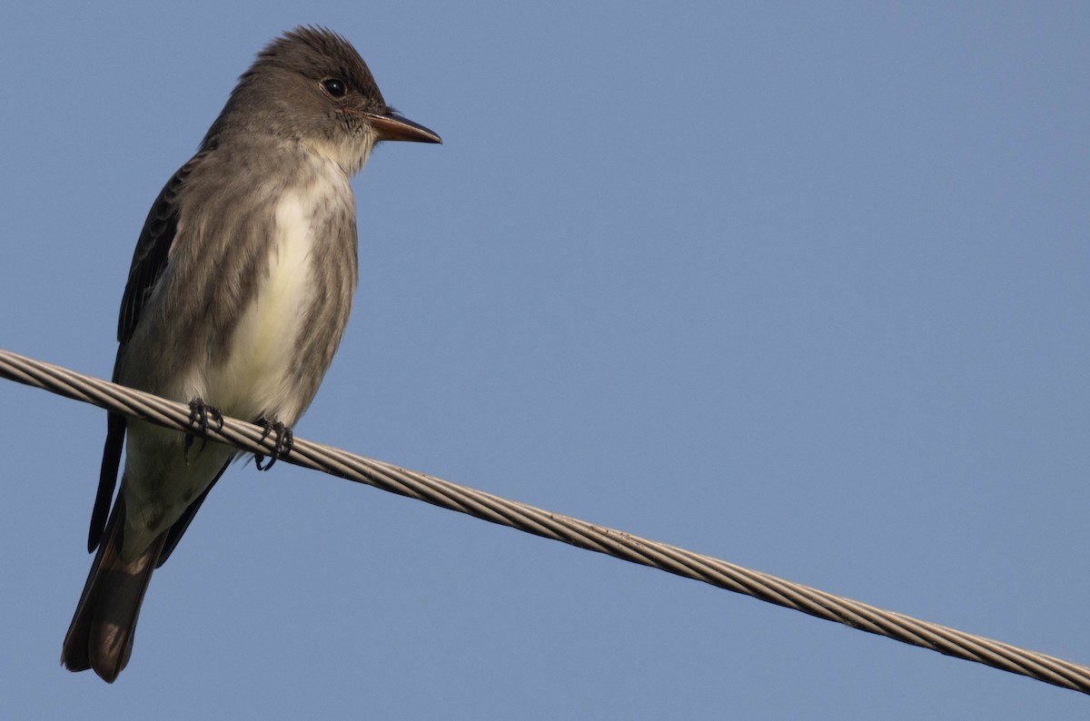 Olive-sided Flycatcher - ML636938676
