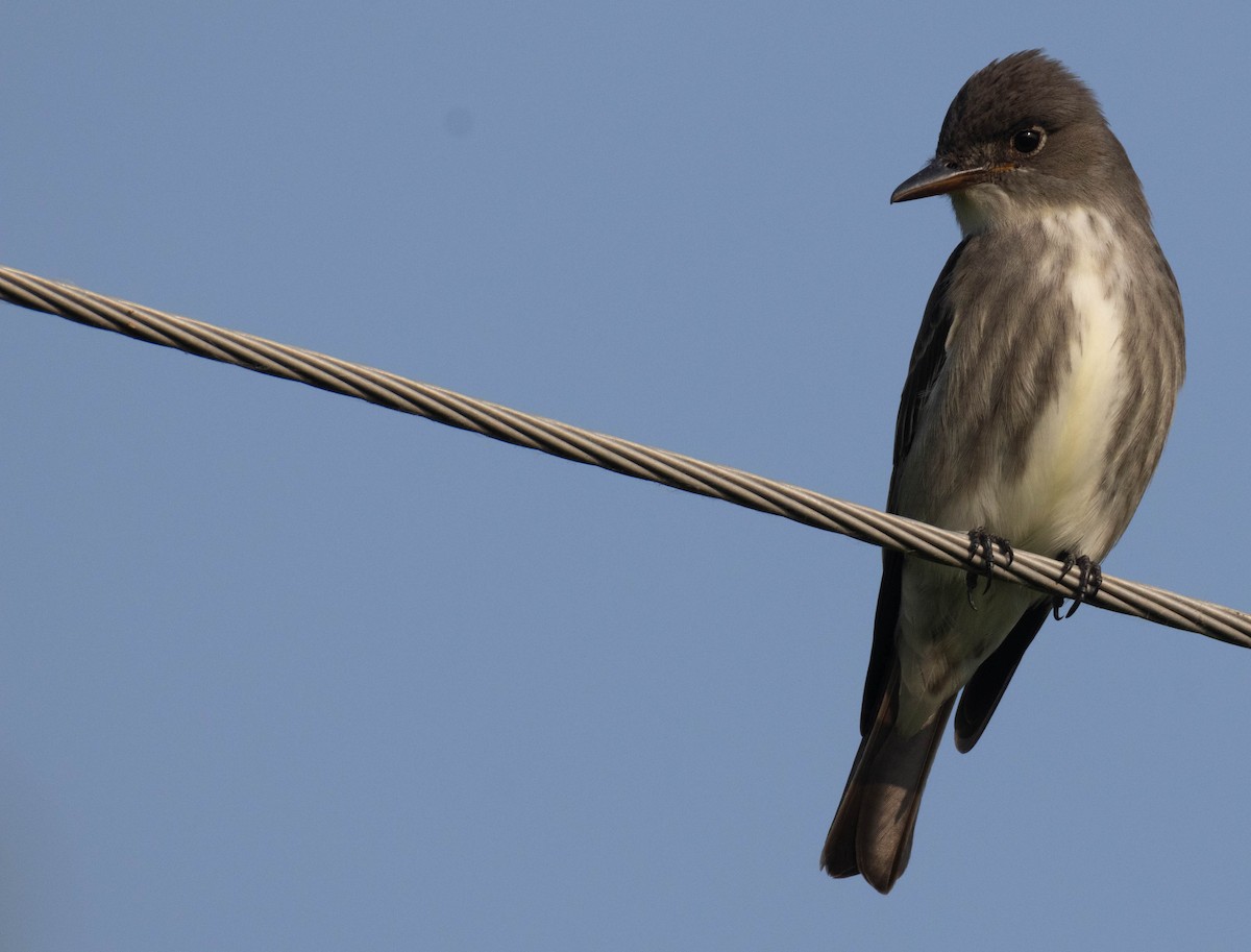 Olive-sided Flycatcher - ML636938681