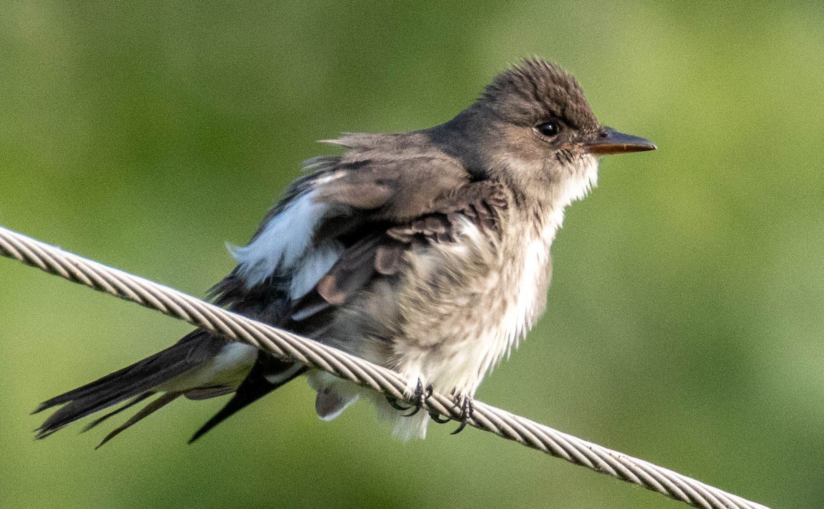 Olive-sided Flycatcher - ML636938691