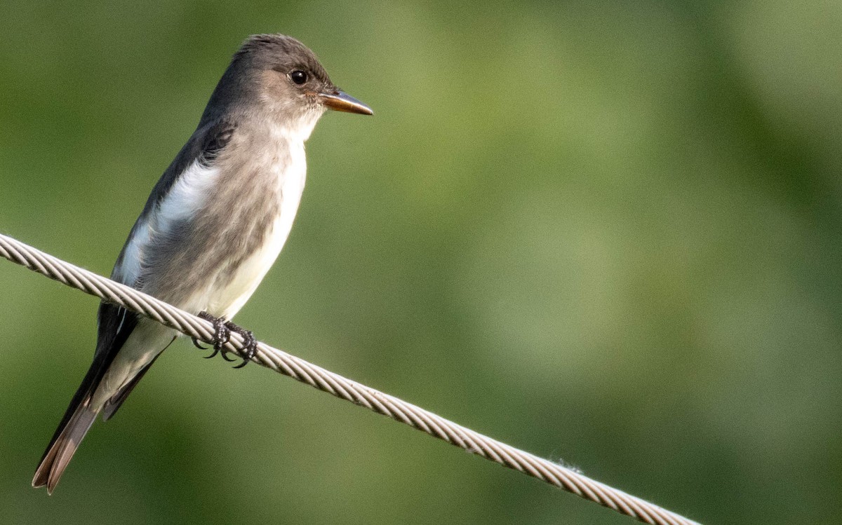 Olive-sided Flycatcher - ML636938692