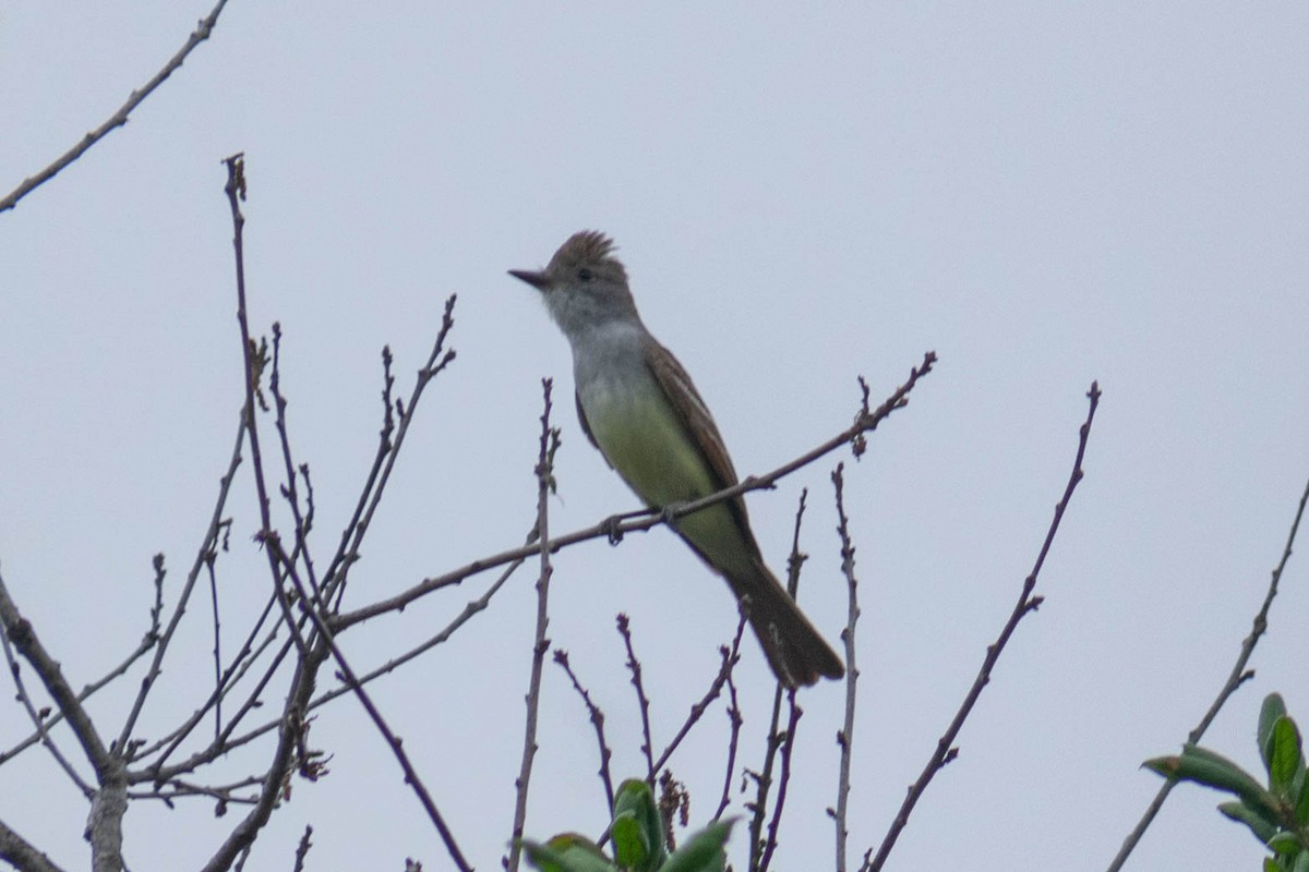 Ash-throated Flycatcher - ML636938702
