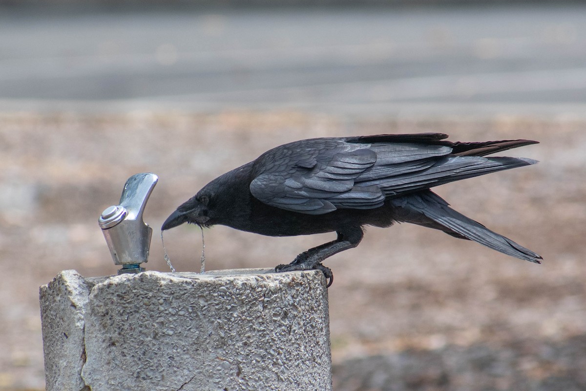 American Crow - ML636938704