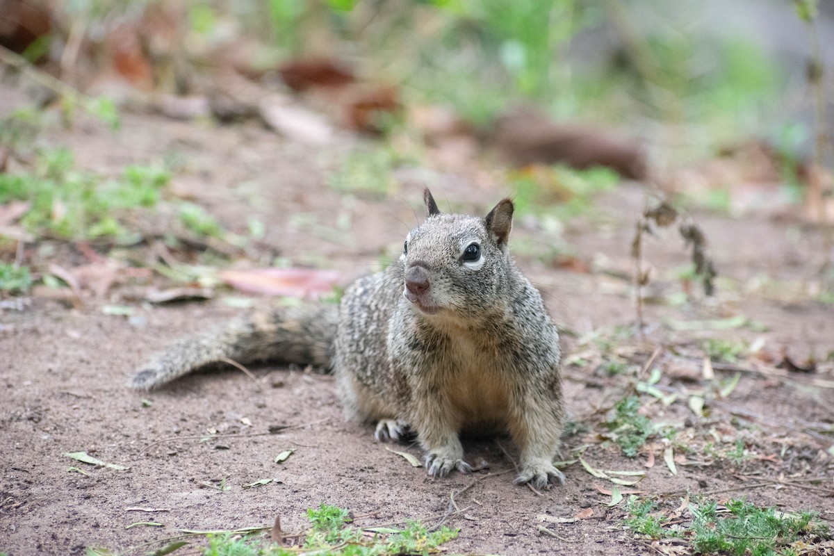 California Ground Squirrel - ML636938720