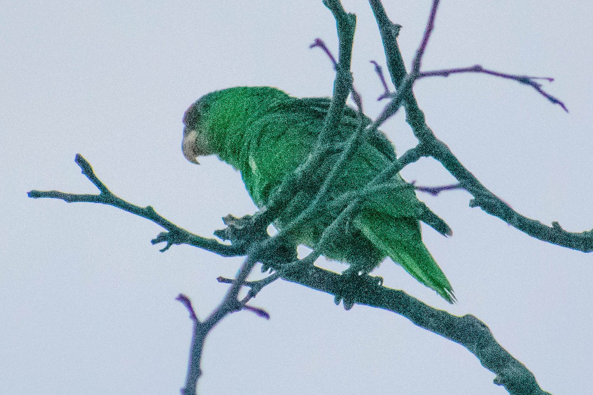 Lilac-crowned Amazon - ML636938725