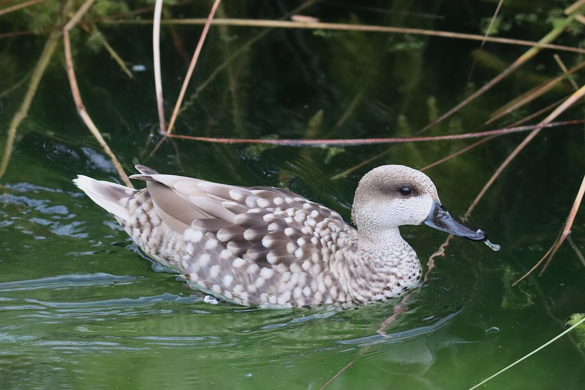 Marbled Duck - ML636938728