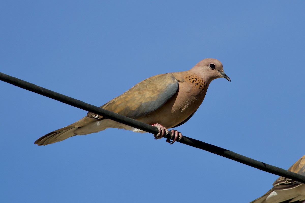 Laughing Dove - ML636938755