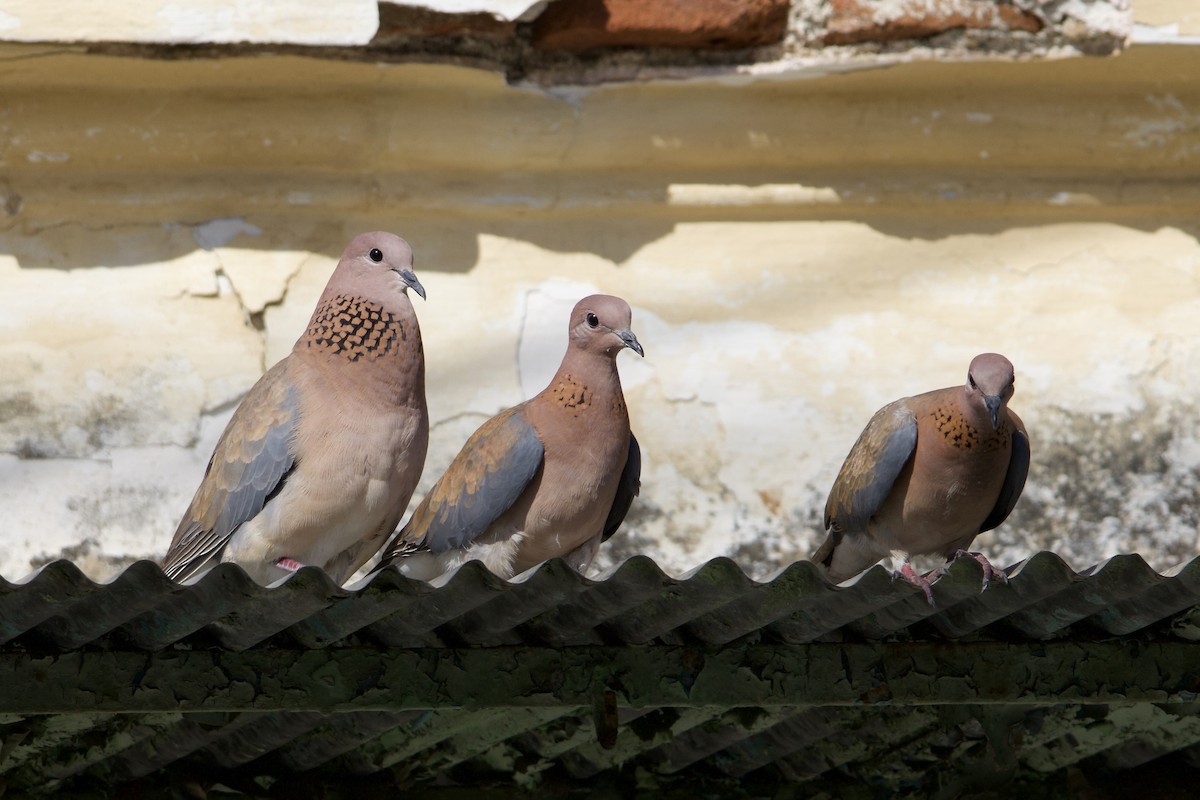 Laughing Dove - ML636938756