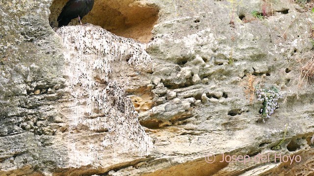 Northern Bald Ibis - ML636938759